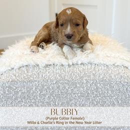 BUBBLY - Apricot female Goldendoodle puppy in Bell Buckle, Tennessee from Precious Puptown Doodles