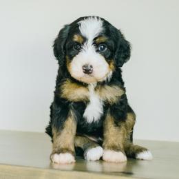 Kevin - Tri-color male Bernedoodle puppy in Spanish Fork, Utah from K Brand Doodles