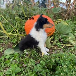 Esme - Black white and tan female Collie puppy in Hinckley, Minnesota from Rusty Spur Collies