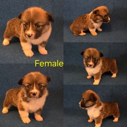 Pembroke Welsh Corgi Puppies from RRR Corgis