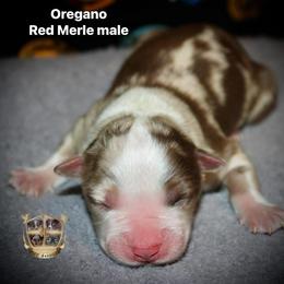 Oregano - Red merle male Australian Shepherd puppy in El Dorado Springs, Missouri from HP Aussie Kennels