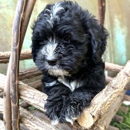 Bernedoodle Puppies from Cathy's Bernedoodles