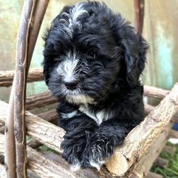 Bernedoodle Puppies from Cathy's Bernedoodles