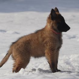 Dark Pink Collar - Mahogany and black female Belgian Tervuren puppy in Franklin, Pennsylvania from Bab Hanna