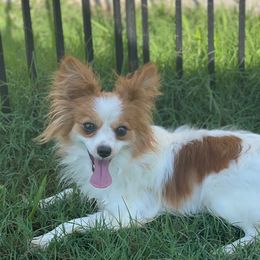 Luci - Papillon