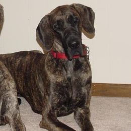 Great Danes from Danemark Danes