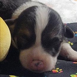Rainbow bandana girl - Black and tan female Pembroke Welsh Corgi puppy in Cherokee, Oklahoma from MCS Farms-OK