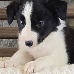 Border Collies from Whiskey Hollow Farm