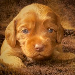 Tiramisu - Red female Australian Labradoodle puppy in Stanwood, Washington from Victoria Creek Australian Labradoodles