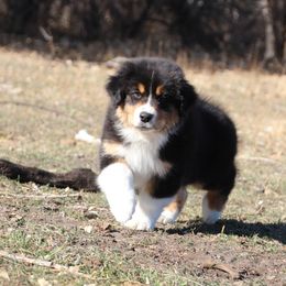 Gomez - Black tri-color male Australian Shepherd puppy in Wheatland, Wyoming from Jorvik Australian Shepherds