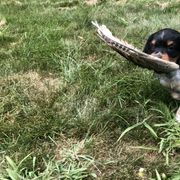 French Brittany Puppies from Swift Family Farm, LLC