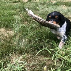 French Brittany Puppies from Swift Family Farm, LLC