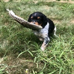 French Brittany Puppies from Swift Family Farm, LLC