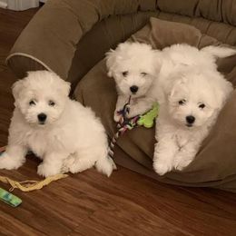 Cotons de Tulear from Pima Coton