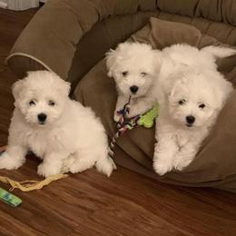 Cotons de Tulear from Pima Coton