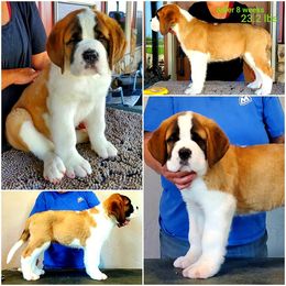 Saint Bernard Puppies from Heart Mountain Saint Bernards