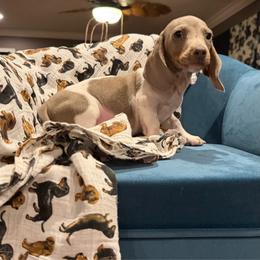 Steel - Fawn (isabella) and tan male Dachshund puppy in Hudson, Michigan from Mittentail Kennel Miniature Dachshunds & Australian Shepherds