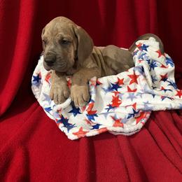 Great Dane Puppies from DeBruce Danes