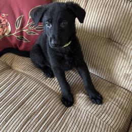 German Shepherd Puppies from Devon Rugerio's German Shepherds
