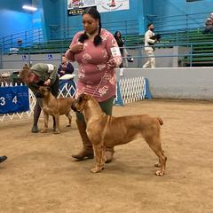 Cane Corso All Grown Up from Ironhide Cane Corso Italiano Kennels