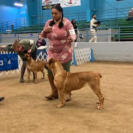 Cane Corso All Grown Up from Ironhide Cane Corso Italiano Kennels