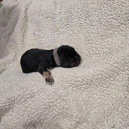 Lavender Girl - Black and tan female Bloodhound puppy in Gillette, Wyoming from Whispering Winds Homestead 307