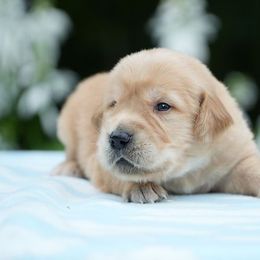 Tanner - Golden male Golden Retriever puppy in Saint Joe, Indiana from Golden Acres Farm