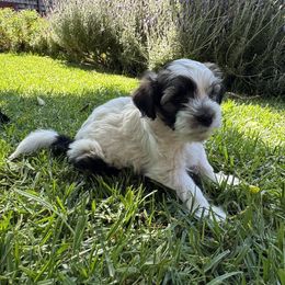 Maxie - White male Havanese puppy in Brisbane, California from Natalie’s Havanese