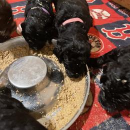 Goldendoodle and Golden Retriever Puppies from Golden-Doods and Company