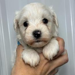 Prince Charming - Yellow Boy - White male Miniature Schnauzer puppy in Oneonta, Alabama from Murphree Valley Kennels