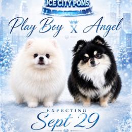 Pomeranian puppies from Ice City Pomeranians