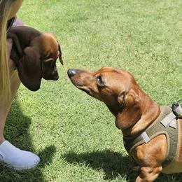 Dachshunds from Luna May's daschunds