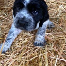 COLE - Black and white male English Springer Spaniel puppy in Sherwood, Oregon from Cherri's English Springer Spaniels