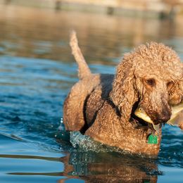 Poodles from Sawhorse Farm