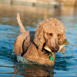 Poodles from Sawhorse Farm