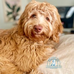 Ranger - Australian Labradoodle
