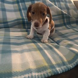 Dachshund Puppies from Treasure Valley Dachshunds