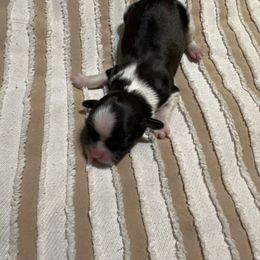 Cooper - Black and white male Shih Tzu puppy in Temple, Pennsylvania from Kathy Diego's Shih Tzus