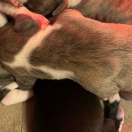 🐦‍🔥 Phoenix 🐦‍🔥 - Fawn brindle Whippet puppy in Katy, Texas from Texas Diamond Whippets