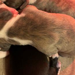 🐦‍🔥 Phoenix 🐦‍🔥 - Fawn brindle Whippet puppy in Katy, Texas from Texas Diamond Whippets
