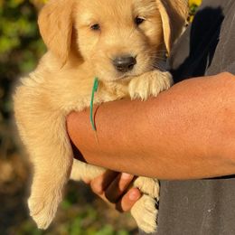 Golden Retriever Puppies from Bear State Goldens