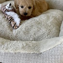 Green Heart Schnoodle - Apricot male Schnoodle puppy in El Campo, Texas from Pretty Paws - Tx