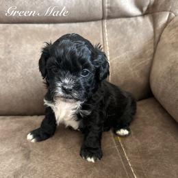 Green Male - Black male Shihpoo puppy in Asheboro, North Carolina from Southern Bred Pups