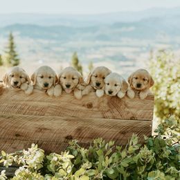 Golden Retriever Puppies from Elevation Retrievers