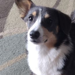 Miniature Schnauzers and Pembroke Welsh Corgis from Wooten Farm