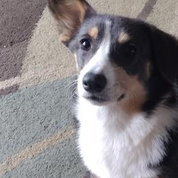 Miniature Schnauzers and Pembroke Welsh Corgis from Wooten Farm