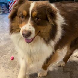 Scout - Australian Shepherd