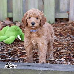 Lilac - Standard F1B - Red  female Goldendoodle puppy in Lebanon, Missouri from Knapp's Paw Prints