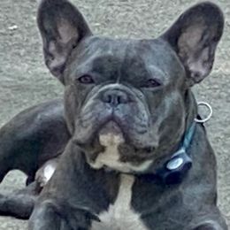 Dozer - French Bulldog