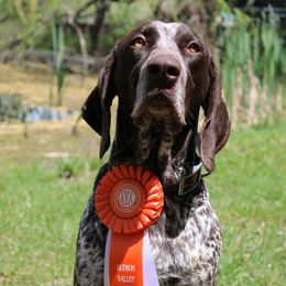 Freya - German Shorthaired Pointer